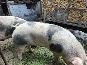 Vand 2 porci de 250kg - imagine 7