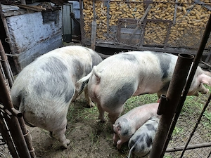 Vand 2 porci de 250kg - imagine 6