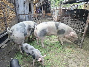 Vand 2 porci de 250kg - imagine 2