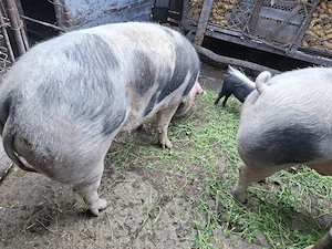 Vand 2 porci de 250kg - imagine 5