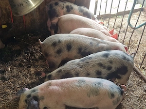 vand 7 purcei de 10 sapamani rasa de calitate de carne 4 mascul 3 femele  - imagine 3