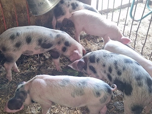 vand 7 purcei de 10 sapamani rasa de calitate de carne 4 mascul 3 femele  - imagine 5