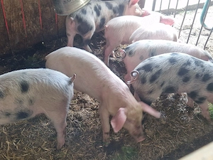 vand 7 purcei de 10 sapamani rasa de calitate de carne 4 mascul 3 femele 