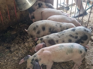 vand 7 purcei de 10 sapamani rasa de calitate de carne 4 mascul 3 femele  - imagine 2