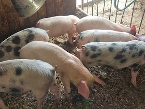 vand 7 purcei de 10 sapamani rasa de calitate de carne 4 mascul 3 femele  - imagine 4