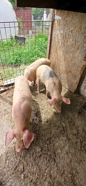 De vânzare 3 purcei aproximativ 30 kg
