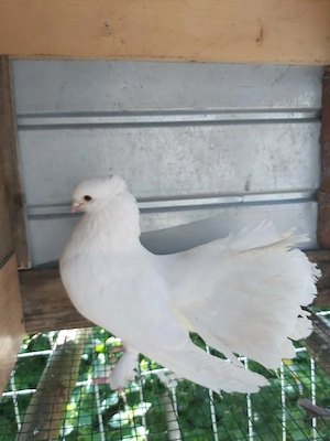 Porumbei de vanzare