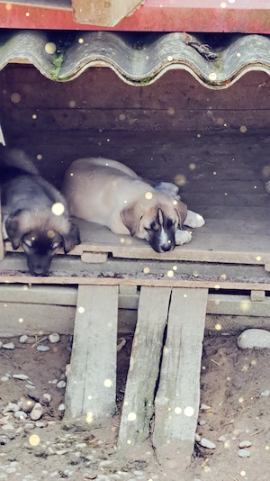 Puiuți  de Kangal 2 luni vaccinați  - imagine 2