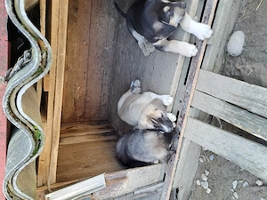 Puiuți  de Kangal 2 luni vaccinați 