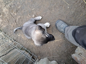 Puiuți  de Kangal 2 luni vaccinați  - imagine 4