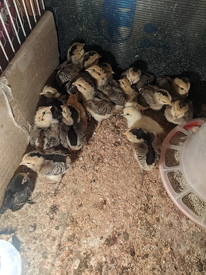 Pui araucana 