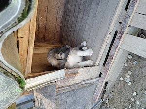 Puiuți  de Kangal 2 luni vaccinați  - imagine 3