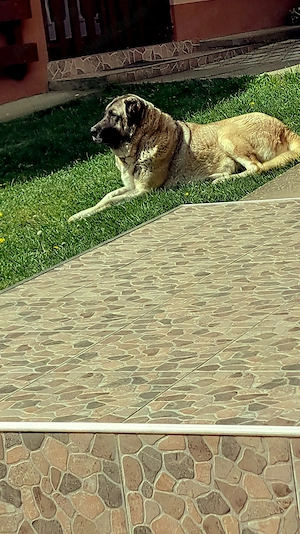 Puiuți  de Kangal 2 luni vaccinați  - imagine 5