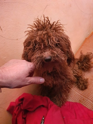Pudel ( caniche) - imagine 2