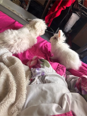 Iepure  Lionhead alb