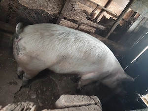 Vând porc 250 kg Vișina Dâmbovița 