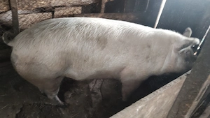 Vând porc 250 kg Vișina Dâmbovița  - imagine 3
