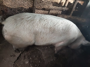 Vând porc 250 kg Vișina Dâmbovița  - imagine 2