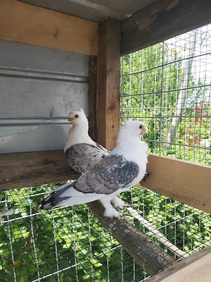 Porumbei de vanzare