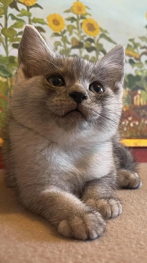 British shorthair