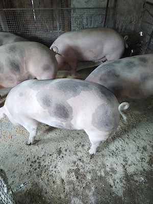Vind porci - imagine 5