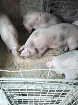 Vind porci