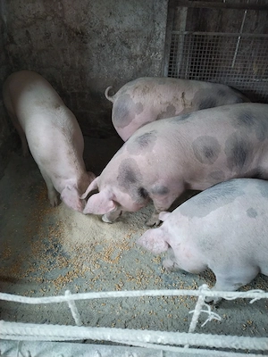 Vind porci - imagine 3