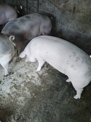 Vind porci - imagine 2