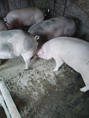 Vind porci - imagine 4