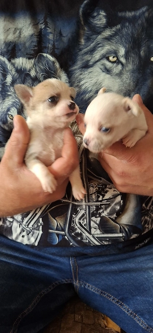 chihuahua baietei
