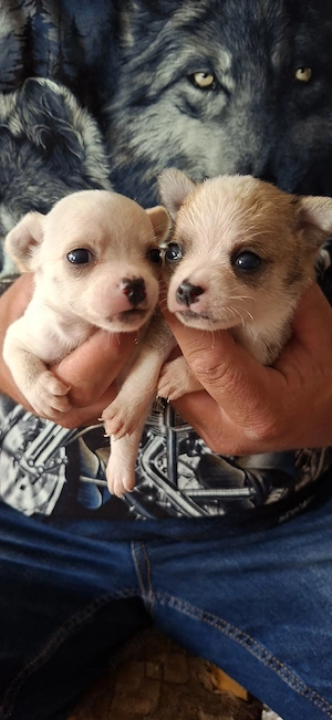 chihuahua baietei - imagine 2