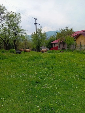 Casă de vânzare comuna Paltin jud Vrancea  - imagine 5