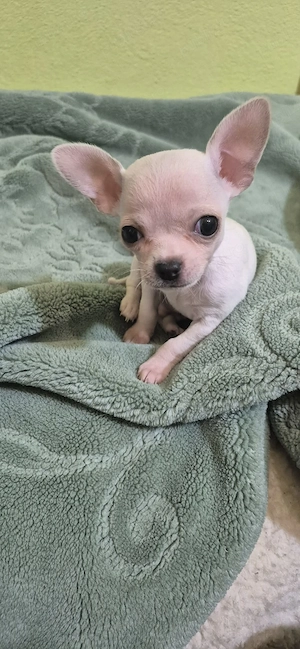Chihuahua Mini Toy cu acte - imagine 2