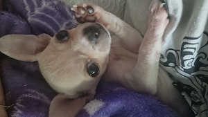 Chihuahua Mini Toy cu acte