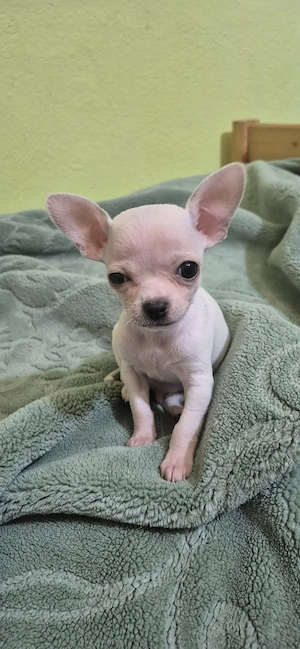 Chihuahua Mini Toy cu acte - imagine 3
