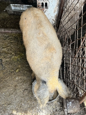 scroafa mangalita