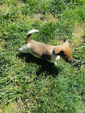 Căței din rasa Jack Russel  - imagine 3