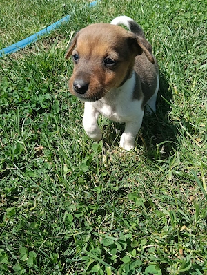 Căței din rasa Jack Russel  - imagine 4
