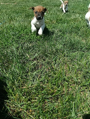 Căței din rasa Jack Russel 