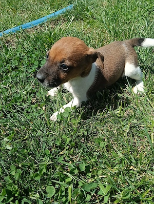 Căței din rasa Jack Russel  - imagine 5