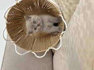 Scottish fold și scottish straight