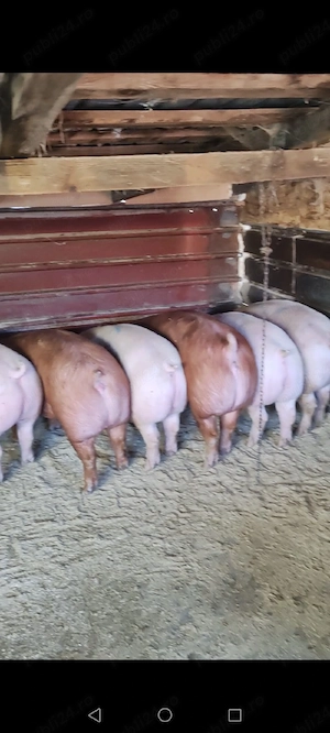 Vand porci diferite greutati 