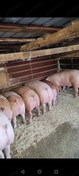 Vand porci