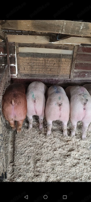 Vând porci