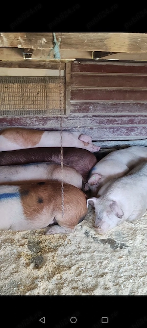 vand porc peste 100 kg