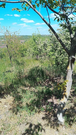 Vand un teren extratabular pe dealul Viilor in Oradea  - imagine 7