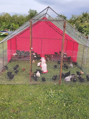 !!! Pui din Rasa Australorp Negru!!! 