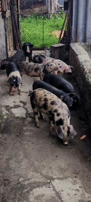 Vand purcei în în jur de 30 35 kg 