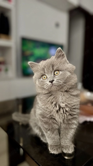 Motan British Longhair 