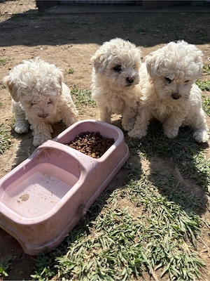 3 căței Bichon Frisé - imagine 3